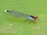 Großes Granatauge, Erythromma najas