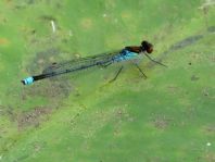 Großes Granatauge, Erythromma najas