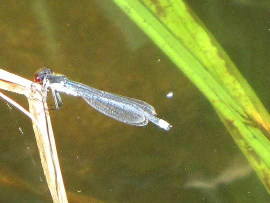 Großes Granatauge, Erythromma najas