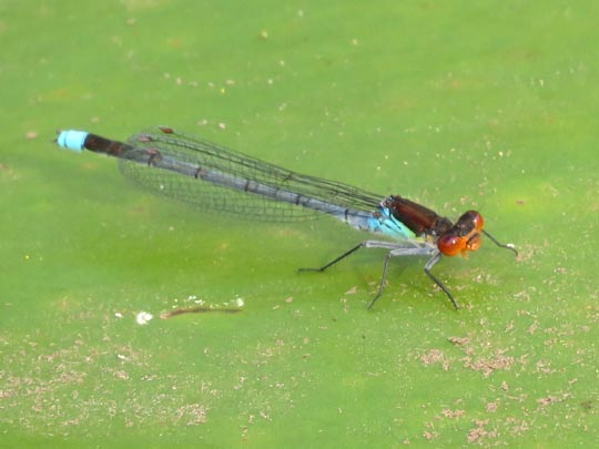 Großes Granatauge, Erythromma najas