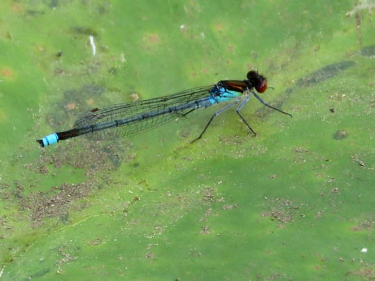 Großes Granatauge, Erythromma najas