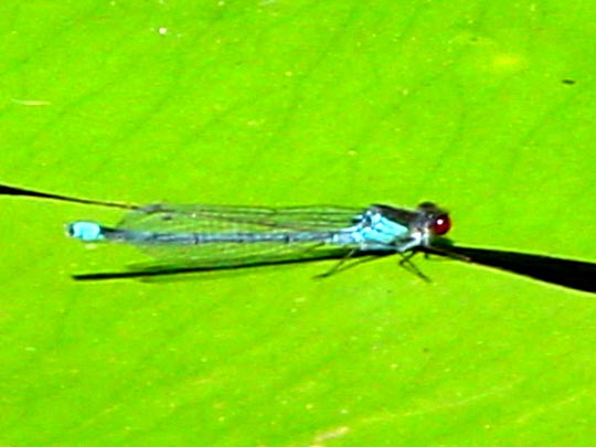 Großes Granatauge, Erythromma najas