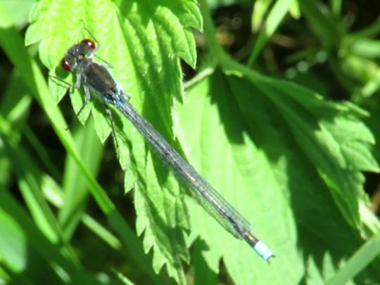 Großes Granatauge, Erythromma najas