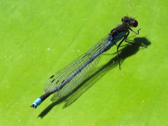 Großes Granatauge, Erythromma najas