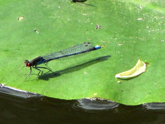 Großes Granatauge, Erythromma najas