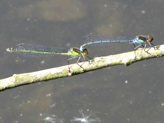 Großes Granatauge, Erythromma najas