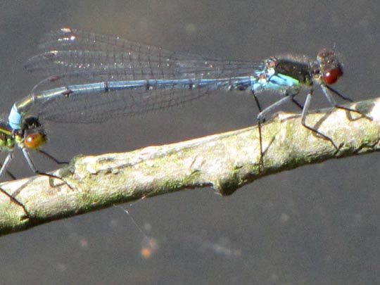 Großes Granatauge, Erythromma najas