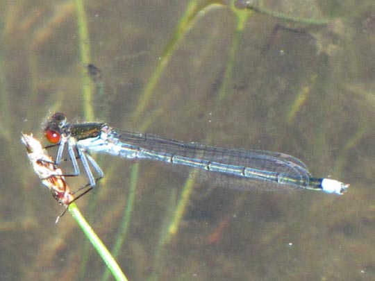 Großes Granatauge, Erythromma najas