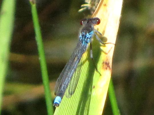 Großes Granatauge, Erythromma najas