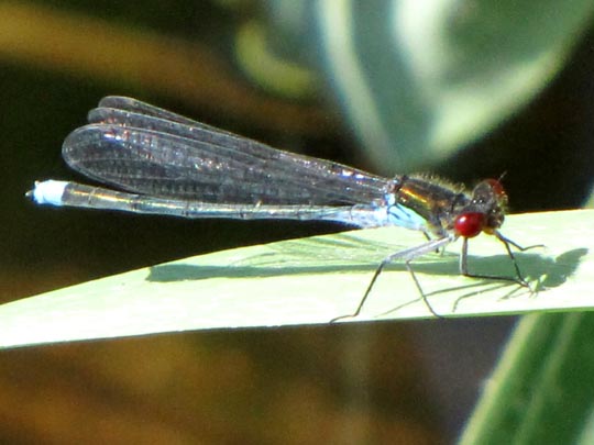 Großes Granatauge, Erythromma najas
