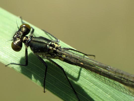 Großes Granatauge, Erythromma najas