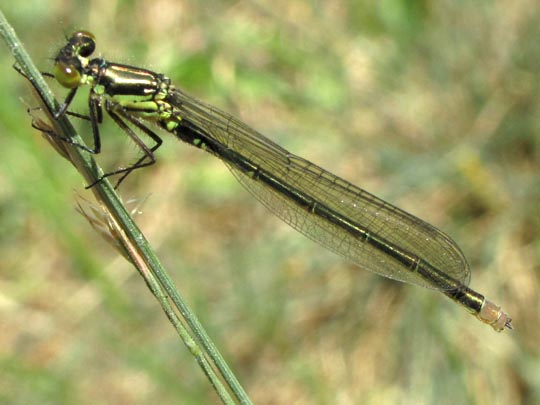 Großes Granatauge, Erythromma najas
