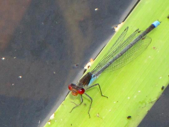 Großes Granatauge, Erythromma najas