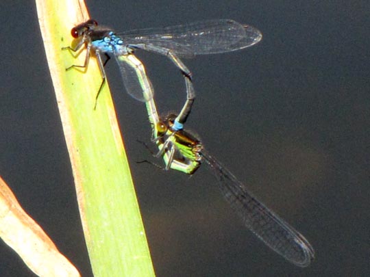 Großes Granatauge, Erythromma najas