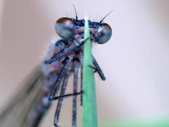 Großes Granatauge, Erythromma najas