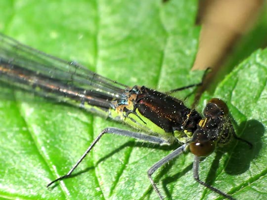 Großes Granatauge, Erythromma najas