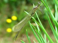 Großes Granatauge, Erythromma najas