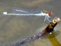 Großes Granatauge, Erythromma najas
