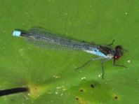 Großes Granatauge, Erythromma najas