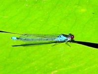 Großes Granatauge, Erythromma najas