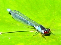 Großes Granatauge, Erythromma najas