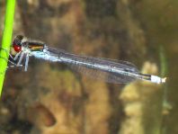 Großes Granatauge, Erythromma najas