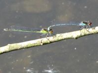 Großes Granatauge, Erythromma najas