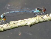 Großes Granatauge, Erythromma najas