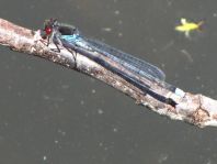 Großes Granatauge, Erythromma najas