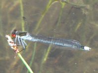Großes Granatauge, Erythromma najas