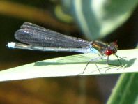Großes Granatauge, Erythromma najas