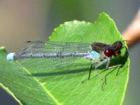 Großes Granatauge, Erythromma najas