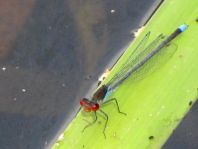 Großes Granatauge, Erythromma najas