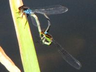 Großes Granatauge, Erythromma najas