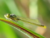 Großes Granatauge, Erythromma najas