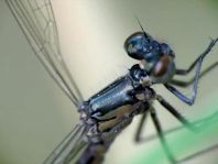 Großes Granatauge, Erythromma najas