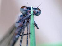 Großes Granatauge, Erythromma najas