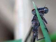 Großes Granatauge, Erythromma najas