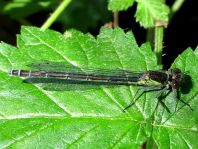 Großes Granatauge, Erythromma najas