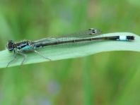 Große Pechlibelle, Ischnura elegans