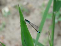 Große Pechlibelle, Ischnura elegans