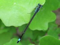 Große Pechlibelle, Ischnura elegans
