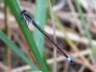 Große Pechlibelle, Ischnura elegans
