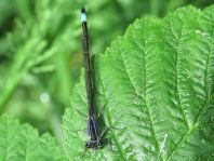 Große Pechlibelle, Ischnura elegans