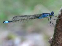 Große Pechlibelle, Ischnura elegans