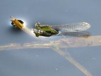 Große Pechlibelle, Ischnura elegans