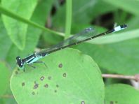 Große Pechlibelle, Ischnura elegans