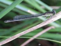 Große Pechlibelle, Ischnura elegans