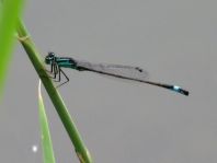 Große Pechlibelle, Ischnura elegans