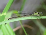 Große Pechlibelle, Ischnura elegans